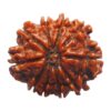 10 Mukhi Rudraksha Normal 33