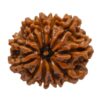 11 Mukhi Rudraksha Normal 5
