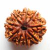 9 mukhi rudraksha original nepali igl lab certified 500x500 1